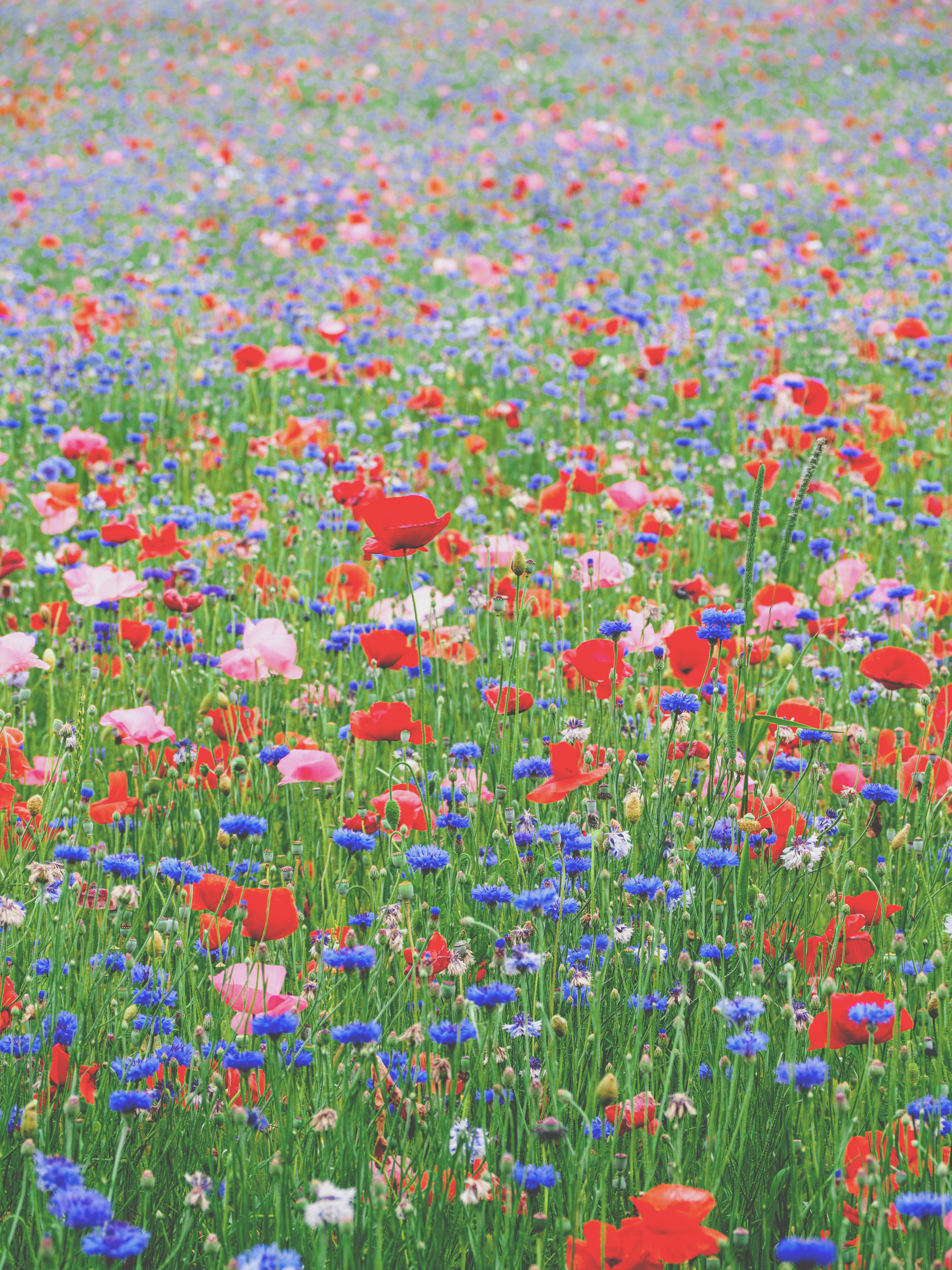 Bruised Petals